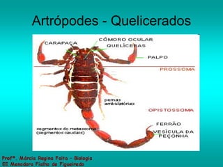 Artrópodes - Quelicerados 
