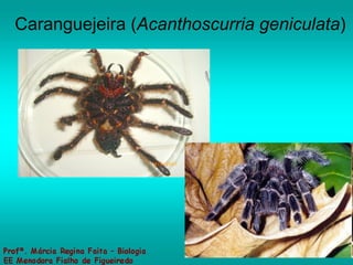 Caranguejeira ( Acanthoscurria geniculata )  