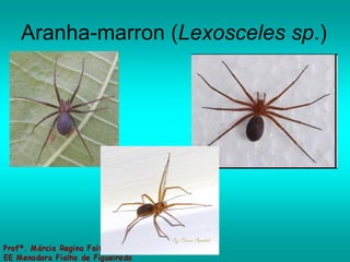 Aranha-marron ( Lexosceles sp .) 