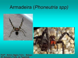 Armadeira ( Phoneutria spp) 