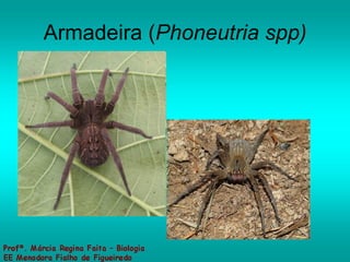 Armadeira ( Phoneutria spp) 