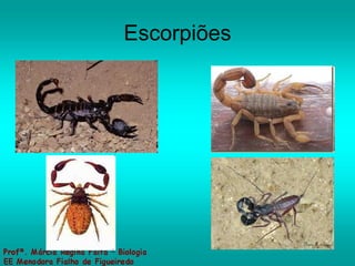 Escorpiões 