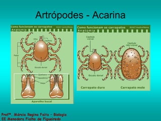 Artrópodes - Acarina 