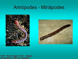 Artrópodes - Miriápodes 