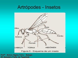Artrópodes - Insetos 