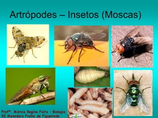 Artrópodes – Insetos (Moscas) 