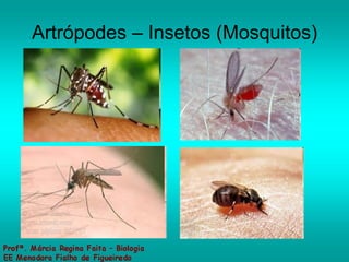 Artrópodes – Insetos (Mosquitos) 