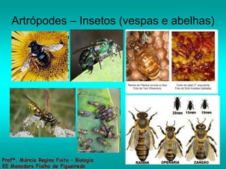 Artrópodes – Insetos (vespas e abelhas) 