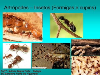 Artrópodes – Insetos (Formigas e cupins) 