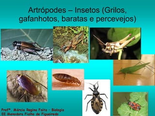 Artrópodes – Insetos (Grilos, gafanhotos, baratas e percevejos) 