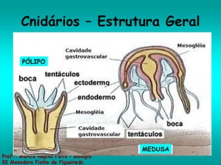 Cnidários – Estrutura Geral PÓLIPO MEDUSA 