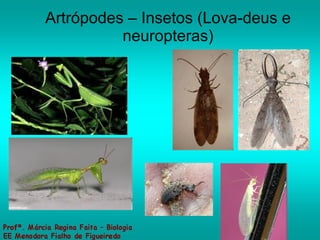 Artrópodes – Insetos (Lova-deus e neuropteras) 