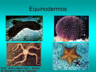Equinodermos 