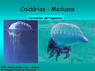 Cnidários - Medusas Caravelas portuguesas 