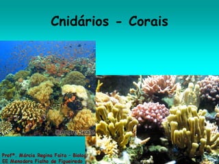 Cnidários - Corais 