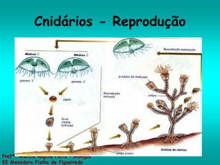 Cnidários - Reprodução 