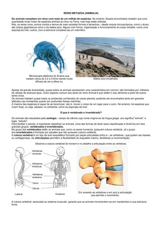 REINO METAZOA (ANIMALIA)

Os animais compõem um reino com mais de um milhão de espécies. No entanto, fósseis encontrados revelam que uma
quantidade muito maior de espécies animais já viveu na Terra, mas hoje estão extintas.
Nós, os seres vivos, somos muitos e temos as mais variadas formas e tamanhos - desde corpos microscópicos, como o ácaro,
até corpos gigantescos como o da baleia-azul. Alguns com forma, organização e funcionamento do corpo simples, como uma
esponja-do-mar; outros, com a estrutura complexa de um mamífero.




              Microscopia eletônica do Ácaros que
            medem cerca de 0.2 a 0.5mm sendo muito                       Baleia azul encalhada.
                   difíceis de ver a olhos nu.


Apesar da grande diversidade, quase todos os animais apresentam uma característica em comum: são formados por milhares
de células de diversos tipos. Outro aspecto comum aos seres do reino Animal é que obtêm o seu alimento a partir de outros
seres vivos.
Os animais habitam quase todos os ambientes conhecidos do nosso planeta, podendo ser encontrados tanto em grandes
altitudes nas montanhas quanto em profundas fossas marinhas.
A maioria das espécies é capaz de se locomover, isto é, mover o corpo de um lugar para o outro. No entanto, há espécies que
vivem fixas, ou seja, sésseis, no ambiente, como as esponjas-do-mar.

                                           O que é vertebrado e invertebrado?

Os animais são estudados pela zoologia - campo da ciência cujo nome origina-se da língua grega: zoo significa "animal", e
logia, "estudo".
Para facilitar o estudo, é importante classificar os animais. Uma das formas de fazer essa classificação é dividi-los em dois
grandes grupos: vertebrados e invertebrados.
No grupo dos vertebrados estão os animais que, como os seres humanos, possuem coluna vertebral. Já o grupo
dos invertebrados é formado por aqueles que não possuem coluna vertebral.
A coluna vertebral é um tipo de eixo esquelético formado por peças articuladas entre si - as vértebras-, que podem ser ósseas
ou cartilaginosas. As articulações permitem a flexibilidade do esqueleto interno, facilitando a movimentação.

                     Observe a coluna vertebral do homem e no detalhe a articulação entre as vértebras.




                                                            Em amarelo as vértebras e em azul a articulação
                                                                     que permite o movimento.

A coluna vertebral, associada ao sistema muscular, garante que os animais movimentem-se em mantenham a sua estrutura
firme.
 