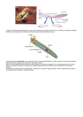 O corpo é achatado dorsiventralmente e possui a boca localizada na região ventral do corpo. O intestino da planária é bastante
ramificado e atua digerindo os alimentos e distribuindo para as demais partes do corpo.




A planária adulta é hermafrodita, isto é, apresenta tanto o sistema genital feminino quanto masculino. Quando duas planárias
estão sexualmente maduras e se encontram, elas podem copular.
Após a troca de espermatozóides através dos poros genitais, os animais se separam e os ovos são eliminados para o meio
externo. No interior de cada ovo, encerrado em cápsulas, desenvolve-se um embrião, que se transforma em uma jovem
planária.
As planárias tem grande poder de regeneração. Cortando-se o animal em alguns pedaços, cada um deles pode dar origem a
uma planária inteira. Observe o esquema a baixo.
 