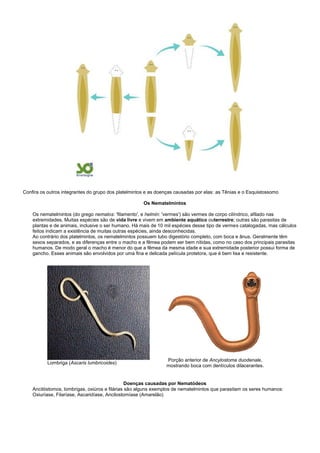 Confira os outros integrantes do grupo dos platelmintos e as doenças causadas por elas: as Tênias e o Esquistossomo

                                                      Os Nematelmintos

    Os nematelmintos (do grego nematos: 'filamento', e helmin: 'vermes') são vermes de corpo cilíndrico, afilado nas
    extremidades. Muitas espécies são de vida livre e vivem em ambiente aquático outerrestre; outras são parasitas de
    plantas e de animais, inclusive o ser humano. Há mais de 10 mil espécies desse tipo de vermes catalogadas, mas cálculos
    feitos indicam a existência de muitas outras espécies, ainda desconhecidas.
    Ao contrário dos platelmintos, os nematelmintos possuem tubo digestório completo, com boca e ânus. Geralmente têm
    sexos separados, e as diferenças entre o macho e a fêmea podem ser bem nítidas, como no caso dos principais parasitas
    humanos. De modo geral o macho é menor do que a fêmea da mesma idade e sua extremidade posterior possui forma de
    gancho. Esses animais são envolvidos por uma fina e delicada película protetora, que é bem lisa e resistente.




                                                                Porção anterior de Ancylostoma duodenale,
           Lombriga (Ascaris lumbricoides)
                                                                mostrando boca com dentículos dilacerantes.


                                                Doenças causadas por Nematódeos
    Ancilóstomos, lombrigas, oxiúros e filárias são alguns exemplos de nematelmintos que parasitam os seres humanos:
    Oxiuríase, Filaríase, Ascaridíase, Ancilostomíase (Amarelão)
 