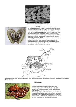 Microscopia eletônica da rádula raspadora.

                                                         Bivalves
                                          Os bivalves apresentam concha com duas peças fechadas por
                                          fortes músculos (bi significa "duas", e valve, "peça"). São seres
                                          aquáticos e, em geral, vivem no ambiente marinho.
                                          Eles são animais filtradores, isto é, retiram o alimento da água.
                                          Não possuem cabeça, nem rádula (são os únicos moluscos
                                          desprovidos dessa espécie de língua). Sua massa visceral fica
                                          totalmente protegida pela concha. O pé se expande para fora
                                          quando as conchas se abrem.
                                          A respiração desses animais é branquial; as conchas permitem
                                          que uma corrente de água circule entre as brânquias, que
                                          absorvem e filtram o oxigênio dissolvido na água. Em relação à
                                          reprodução em geral os sexos são separados, e a união dos
                                          gametas, ou seja, a fecundação, é externa.




Na água, a fêmea solta os óvulos, e o macho solta os espermatozóides. As células se encontram, ocorre a fecundação e se
forma os ovos.

                                                       Cefalópodes


                                                  Cefalópode é uma palavra de origem grega; vem
                                                  deKephale, que significa "cabeça", e de pode, "pé".
                                                  Designa um grupo de moluscos do qual fazem parte o
                                                  polvo e a lula.
                                                  A concha pode não existir (como no polvo), ser interna e
                                                  reduzida (como na lula) ou ser externa (como no náutilo).
                                                  Os cefalópodes apresentam cabeça grande, olhos bem
                                                  desenvolvidos e rádula dentro da boca. Possuem oito, dez
                                                  ou mais tentáculos, que são "braços" alongados.

                    Polvo
 