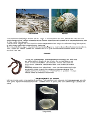 Lulas gigantes                                      Nautilos


Esses animais têm a circulação fechada - isto é, o sangue só circula no interior dos vasos, diferente dos outros moluscos.
A respiração é branquial. Eles têm um sistema nervoso bastante desenvolvido se comparado ao de outros invertebrados. Além
da visão, o olfato é bem apurado.
Esses moluscos, em geral, têm sexos separados e a fecundação é interna. Há pesquisas que indicam que algumas espécies
de polvo cuidam dos filhotes, protegendo-os dos predadores.
Como recurso de defesa, alguns moluscos contam com a camuflagem. Ao mudarem de cor são confundidos com o ambiente.
A lula e o polvo, por exemplo, expelem uma substância escura na água. Isto confunde os predadores desses moluscos,
permitindo a sua fuga.

                                                        Anelídeos



                           O solo é uma parte da biosfera geralmente repleta de vida. Muitos dos seres vivos
                           que habitam o interior do solo não são visíveis a olho nú, mas há outros que
                           podem ser vistos com facilidade. Um exemplo é a minhoca. Ela vive em solo
                           úmido, como é, geralmente, o solo fértil que serve como canteiro (de horta ou
                           jardim).
                           A minhoca pertence ao filo dos anelídeos - nome que inclui vermes com o corpo
                           segmentado, dividido em anéis. Os anelídeos compreendem cerca de 15 mil
                           espécies, com representantes que vivem no solo úmido, na água doce e na água
                           salgada. Podem ser parasitas ou de vida livre.



                                          Características gerais dos anelídeos
Além da minhoca, existem várias espécies de anelídeos. Podemos citar animais pequenos - como asanguessuga, que pode
medir apenas alguns milímetros de comprimento - e também animais de grande porte - como o minhocuçu, que atinge dois
metros.




                                                      Sanguessuga
 