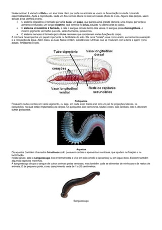 Nesse animal, é visível o clitelo - um anel mais claro por onde os animais se unem na fecundação cruzada, trocando
espermatozóides. Após a reprodução, cada um dos vermes libera no solo um casulo cheio de ovos. Alguns dias depois, saem
desses ovos vermes jovens.
      O sistema digestório é formado por uma boca; um papo, que parece uma grande câmera; uma moela, por onde o
          alimento é triturado; um longo intestino, que termina no ânus, situado no ultimo anel do corpo.
      O sistema circulatório é fechado, e nele o sangue circula dentro dos vasos. O sangue possuihemoglobina, o
          mesmo pigmento vermelho que nós, seres humanos, possuímos.
      O sistema nervoso é formado por células nervosas que coordenam várias funções do corpo.
A minhoca desempenha um papel importante na fertilidade do solo. Ela cava "túneis", atua como arado, aumentando a aeração
e a circulação da água. Além disso, as suas fezes contêm, substâncias nutritivas que se misturam com a terra e agem como
adubo, fertilizando o solo.




                                                         Poliquetos
Possuem muitas cerdas em cada segmento, ou seja, em cada anel. Cada anel tem um par de projeções laterais, os
parapódios, no qual estão implantadas as cerdas. Os poliquetos são carnívoros. Muitas vezes, são canibais, isto é, devoram
outros poliquetos.




                                                         Aquetos
Os aquetos (também chamados hirudíneos) não possuem cerdas e apresentam ventosas, que ajudam na fixação e na
locomoção.
Nesse grupo, está a sanguessuga. Ela é hermafrodita e vive em solo úmido e pantanoso ou em água doce. Existem também
algumas espécies marinhas.
A sanguessuga chupa o sangue de outros animais pelas ventosas, mas também pode se alimentar de minhocas e de restos de
animais. É de pequeno porte, o seu comprimento varia de 1 a 20 centímetros.




                                                       Sanguessuga
 