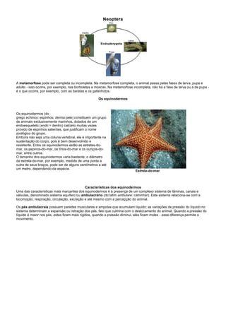 A metamorfose pode ser completa ou incompleta. Na metamorfose completa, o animal passa pelas fases de larva, pupa e
adulto - isso ocorre, por exemplo, nas borboletas e moscas. Na metamorfose incompleta, não há a fase de larva ou a de pupa -
é o que ocorre, por exemplo, com as baratas e os gafanhotos.

                                                    Os equinodermos



Os equinodermos (do
grego echinos: espinhos; derma:pele) constituem um grupo
de animais exclusivamente marinhos, dotados de um
endoesqueleto (endo = dentro) calcário muitas vezes
provido de espinhos salientes, que justificam o nome
zoológico do grupo.
Embora não seja uma coluna vertebral, ele é importante na
sustentação do corpo, pois é bem desenvolvido e
resistente. Entre os equinodermos estão as estrelas-do-
mar, os pepinos-do-mar, os lírios-do-mar e os ouriços-do-
mar, entre outros.
O tamanho dos equinodermos varia bastante; o diâmetro
da estrela-do-mar, por exemplo, medido de uma ponta a
outra de seus braços, pode ser de alguns centímetros a até
um metro, dependendo da espécie.
                                                                            Estrela-do-mar



                                            Características dos equinodermos
Uma das características mais marcantes dos equinodermos é a presença de um complexo sistema de lâminas, canais e
válvulas, denominado sistema aquífero ou ambulacrário (do latim ambulare: caminhar). Este sistema relaciona-se com a
locomoção, respiração, circulação, excreção e até mesmo com a percepção do animal.

Os pés ambulacrais possuem paredes musculares e ampolas que acumulam líquido; as variações de pressão do líquido no
sistema determinam a expansão ou retração dos pés, fato que culmina com o deslocamento do animal. Quando a pressão do
líquido é maior nos pés, estes ficam mais rígidos, quando a pressão diminui, eles ficam moles - essa diferença permite o
movimento.
 