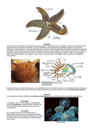 Digestão
Os equinodermos alimentam-se de pequenos animais e algas. A estrela-do-mar, por exemplo é carnívora. Os sistemas vitais
desses animais são simples e eficientes. O sistema digestório contém apenas boca, estômago, intestinos e ânus. Mas o
estômago só esta presente no corpo dos equinodermos carnívoros, possuindo glândulas que produzem substâncias digestivas.
A estrela-do-mar alimenta-se principalmente de pequenos moluscos, como mariscos. Com os seus pequenos pés, a estrela do
mar força a abertura das conchas das ostras, em seguida vira o seu próprio estômago do avesso e lança um suco digestivo
dentro das conchas. Depois, é só engolir a massa, isto é, o corpo do molusco já digerido. Essa é, portanto, uma digestão
extracorpórea.




                                                          Ouriço-do-mar

O ouriço-do-mar que se alimenta de algas - tem o aparelho bucal com "dentes" constituídos de substâncias rígidas. Com esses
"dentes", ele raspa as algas presas nas rochas. Esse aparelho bucal dos ouriços recebe o nome de lanterna-de-aristóteles.


                                                         Excreção
A eliminação de excretas é facilitada pelo sistema ambulacrário, pelo qual circula a água no corpo dos equinodermos.


                        Respiração
A respiração - isto é, a troca gasosa - é realizada por
minúsculas brânquias, próximas à boca, e também por
toda a extensão dos pés ambulacrários, pelos quais
circula a água.

                       Circulação
Há um líquido incolor que circula pelos canais,
localizados ao longo de todo o corpo desses animais.
Esse líquido realiza uma tarefa semelhante à do sangue
no nosso corpo, ou seja, transportar substâncias para
todo o corpo.

                                                                             Lírio-do-mar
 