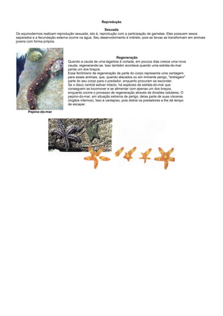 Reprodução

                                                        Sexuada
Os equinodermos realizam reprodução sexuada, isto é, reprodução com a participação de gametas. Eles possuem sexos
separados e a fecundação externa ocorre na água. Seu desenvolvimento é indireto, pois as larvas se transformam em animais
jovens com forma própria.



                                                                   Regeneração
                                 Quando a cauda de uma lagartixa é cortada, em poucos dias cresce uma nova
                                 cauda, regenerando-se. Isso também acontece quando uma estrela-do-mar
                                 perde um dos braços.
                                 Esse fenômeno de regeneração de parte do corpo representa uma vantagem
                                 para esses animais, que, quando atacados ou em iminente perigo, "entregam"
                                 parte do seu corpo para o predador, enquanto procuram se esconder.
                                 Se o disco central estiver intacto, há espécies de estrela-do-mar que
                                 conseguem se locomover e se alimentar com apenas um dos braços,
                                 enquanto ocorre o processo de regeneração através de divisões celulares. O
                                 pepino-do-mar, em situação extrema de perigo, deixa parte de suas vísceras
                                 (órgãos internos). Isso é vantajoso, pois distrai os predadores e lhe dá tempo
                                 de escapar.

       Pepino-do-mar
 