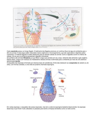 Cada coanócito possui um longo flagelo. O batimento dos flagelos promove um contínuo fluxo de água do ambiente para o
átrio do animal. A essa água estão misturados restos orgânicos e microorganismos, que são capturados e digeridos pelos
coanócitos. O material digerido é então distribuído para as demais células do animal. Como a digestão ocorre no interior de
células, diz-se que os poríferos apresentam digestão intracelular.
Os poríferos são animais filtradores, já que filtram a água que penetra em seu corpo, retirando dela alimento e gás oxigênio.
Depois disso, a água com resíduos do metabolismo desses animais é eliminada para o ambiente por meio de uma abertura
denominada ósculo.
O esqueleto das esponjas é formado por diversos tipos de substâncias. Entre elas destacam-se asespícolas de calcário ou de
sílica, com formas variadas, e uma rede de proteína chamada espongina.




Em certas esponjas, o esqueleto não possui espículas, mas tem a rede de espongina bastante desenvolvida. As esponjas
desse tipo é que foram muito utilizadas no passado para banho e limpeza doméstica como no texto acima.
 