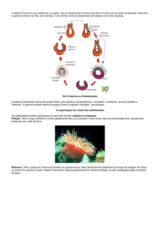 é interna, forma-se uma célula ovo ou zigoto, que se desenvolve e forma uma larva. A larva sai do corpo da esponja, nada com
a ajuda de cílios e se fixa, por exemplo, numa rocha, onde se desenvolve até originar uma nova esponja.




                                                Os Cnidários ou Celenterados

A palavra celenterado deriva do grego Koilos, que significa 'compartimento', 'cavidade', e entheron, que diz respeito a
'intestino'. A palavra cnidário deriva do grego knidos e significa 'urticante', 'que queima'.

                                          A organização do corpo dos celenterados

Os celenterados podem apresentar-se sob duas formas: pólipos ou medusas.
Pólipos. Têm o corpo cilíndrico e vivem geralmente fixos, por exemplo, numa rocha. Na sua extremidade livre, apresentam
tentáculos em volta da boca.




Medusas. Têm o corpo em forma que lembra um guarda-chuva. Seus tentáculos se distribuem ao longo da margem do corpo,
no centro do qual fica a boca. Nadam livremente, embora geralmente de maneira limitada, ou são carregadas pelas correntes
de água.
 