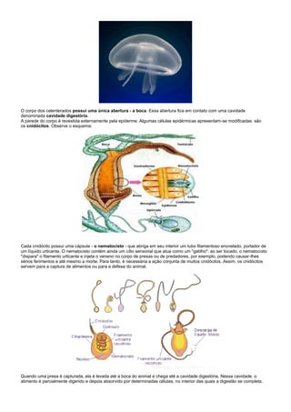O corpo dos celenterados possui uma única abertura - a boca. Essa abertura fica em contato com uma cavidade
denominada cavidade digestória.
A parede do corpo é revestida externamente pela epiderme. Algumas células epidérmicas apresentam-se modificadas: são
os cnidócitos. Observe o esquema:




Cada cnidócito possui uma cápsula - o nematocisto - que abriga em seu interior um tubo filamentoso enovelado, portador de
um líquido urticante. O nematocisto contém ainda um cílio sensorial que atua como um "gatilho": ao ser tocado, o nematocisto
"dispara" o filamento urticante e injeta o veneno no corpo de presas ou de predadores, por exemplo, podendo causar-lhes
sérios ferimentos e até mesmo a morte. Para tanto, é necessária a ação conjunta de muitos cnidócitos. Assim, os cnidócitos
servem para a captura de alimentos ou para a defesa do animal.




Quando uma presa é capturada, ela é levada até a boca do animal e chega até a cavidade digestória. Nessa cavidade, o
alimento é parcialmente digerido e depois absorvido por determinadas células, no interior das quais a digestão se completa.
 