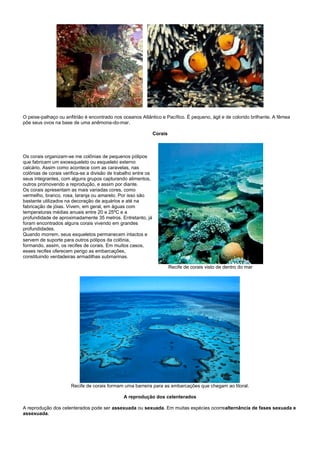 O peixe-palhaço ou anfitrião é encontrado nos oceanos Atlântico e Pacífico. É pequeno, ágil e de colorido brilhante. A fêmea
põe seus ovos na base de uma anêmona-do-mar.

                                                                Corais



Os corais organizam-se me colônias de pequenos pólipos
que fabricam um exoesqueleto ou esqueleto externo
calcário. Assim como acontece com as caravelas, nas
colônias de corais verifica-se a divisão de trabalho entre os
seus integrantes, com alguns grupos capturando alimentos,
outros promovendo a reprodução, e assim por diante.
Os corais apresentam as mais variadas cores, como
vermelho, branco, rosa, laranja ou amarelo. Por isso são
bastante utilizados na decoração de aquários e até na
fabricação de jóias. Vivem, em geral, em águas com
temperaturas médias anuais entre 20 e 25ºC e a
profundidade de aproximadamente 35 metros. Entretanto, já
foram encontrados alguns corais vivendo em grandes
profundidades.
Quando morrem, seus esqueletos permanecem intactos e
servem de suporte para outros pólipos da colônia,
formando, assim, os recifes de corais. Em muitos casos,
esses recifes oferecem perigo as embarcações,
constituindo verdadeiras armadilhas submarinas.

                                                                         Recife de corais visto de dentro do mar




                      Recife de corais formam uma barreira para as embarcações que chegam ao litoral.

                                               A reprodução dos celenterados

A reprodução dos celenterados pode ser assexuada ou sexuada. Em muitas espécies ocorrealternância de fases sexuada e
assexuada.
 