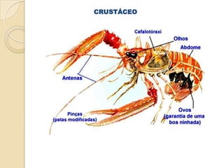 MOROFOLOGIA DE UM INVERTEBRADO