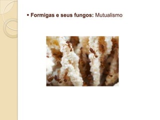 ANTRÓPODES (CRUSTÁCEOS, INSETOS E ARICNÍDEOS):-    Crustáceos: sexuada; espécies dióica, com copula; a fecundação ocorre externamente; o desenvolvimento pode ser direto ou apresentar diversos tipos de larvas.-    Insetos: sexuada espécie dióicas; com copula; a fecundação ocorre internamente; o desenvolvimento pode ser direto, indireto com metamorfose gradual ou indireto com metamorfose completa.-    Aracnídeos: sexuada espécie dióica; com copula a fecundação ocorre internamente.EQUINODERMOS (OURIÇO DO MAR, ESTRELAS):  Sexuada; espécies dióicas; gametas eliminados na água, fecundação externa; desenvolvimento indireto, vários tipos de larvas. RELAÇÕES ECOLÓGICAS