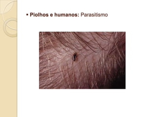 Aranhas da mesma espécie: Competição intra-específica Abelhas e Flores: MutualismoFormigas e seus fungos: Mutualismo Piolhos e humanos: ParasitismoAlunas:  Ana C.           N° 03       1° A            Beatriz                32            Geisy                   14            Ingrid                  16BIOLOGIA:   PAOLASESI CE 436