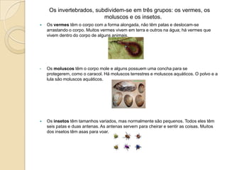 Os invertebrados, subdividem-se em três grupos: os vermes, os moluscos e os insetos.Os vermes têm o corpo com a forma alongada, não têm patas e deslocam-se arrastando o corpo. Muitos vermes vivem em terra e outros na água; há vermes que vivem dentro do corpo de alguns animais.Os moluscos têm o corpo mole e alguns possuem uma concha para se protegerem, como o caracol. Há moluscos terrestres e moluscos aquáticos. O polvo e a lula são moluscos aquáticos.Os insetos têm tamanhos variados, mas normalmente são pequenos. Todos eles têm seis patas e duas antenas. As antenas servem para cheirar e sentir as coisas. Muitos dos insetos têm asas para voar.                                                                              