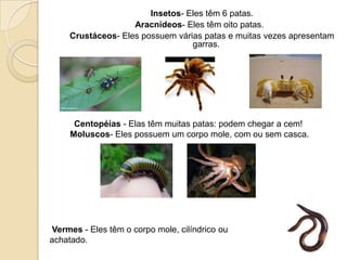  Insetos- Eles têm 6 patas. Aracnídeos- Eles têm oito patas.   Crustáceos- Eles possuem várias patas e muitas vezes apresentam garras.  Centopéias - Elas têm muitas patas: podem chegar a cem!  Moluscos- Eles possuem um corpo mole, com ou sem casca. Vermes - Eles têm o corpo mole, cilíndrico ou achatado.