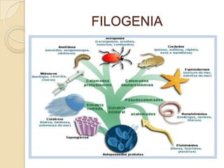 FILOGENIA