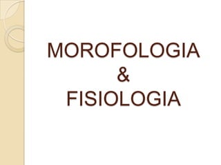 MOROFOLOGIA& FISIOLOGIA