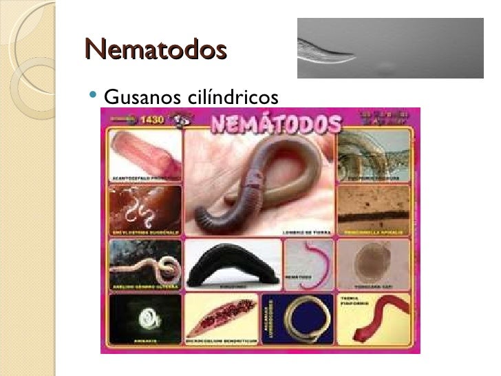 Invertebrados Por Alexandra Casa