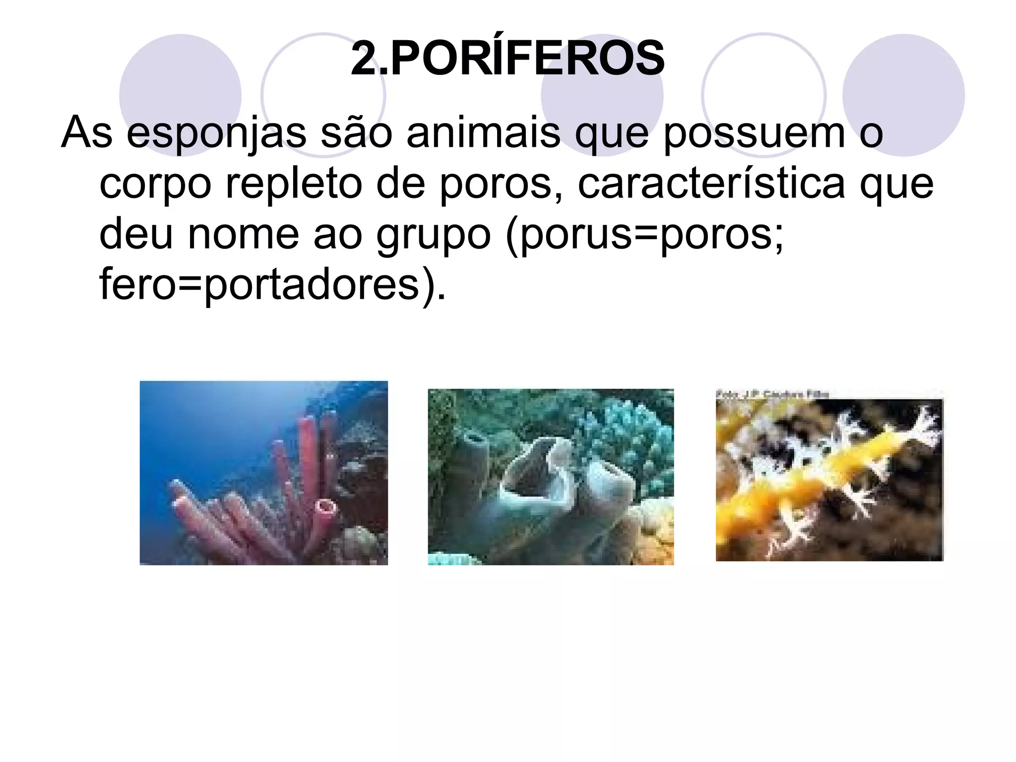 2.PORÍFEROS As esponjas são animais que possuem o corpo repleto de poros, característica que deu nome ao grupo (porus=poros; fero=portadores). 