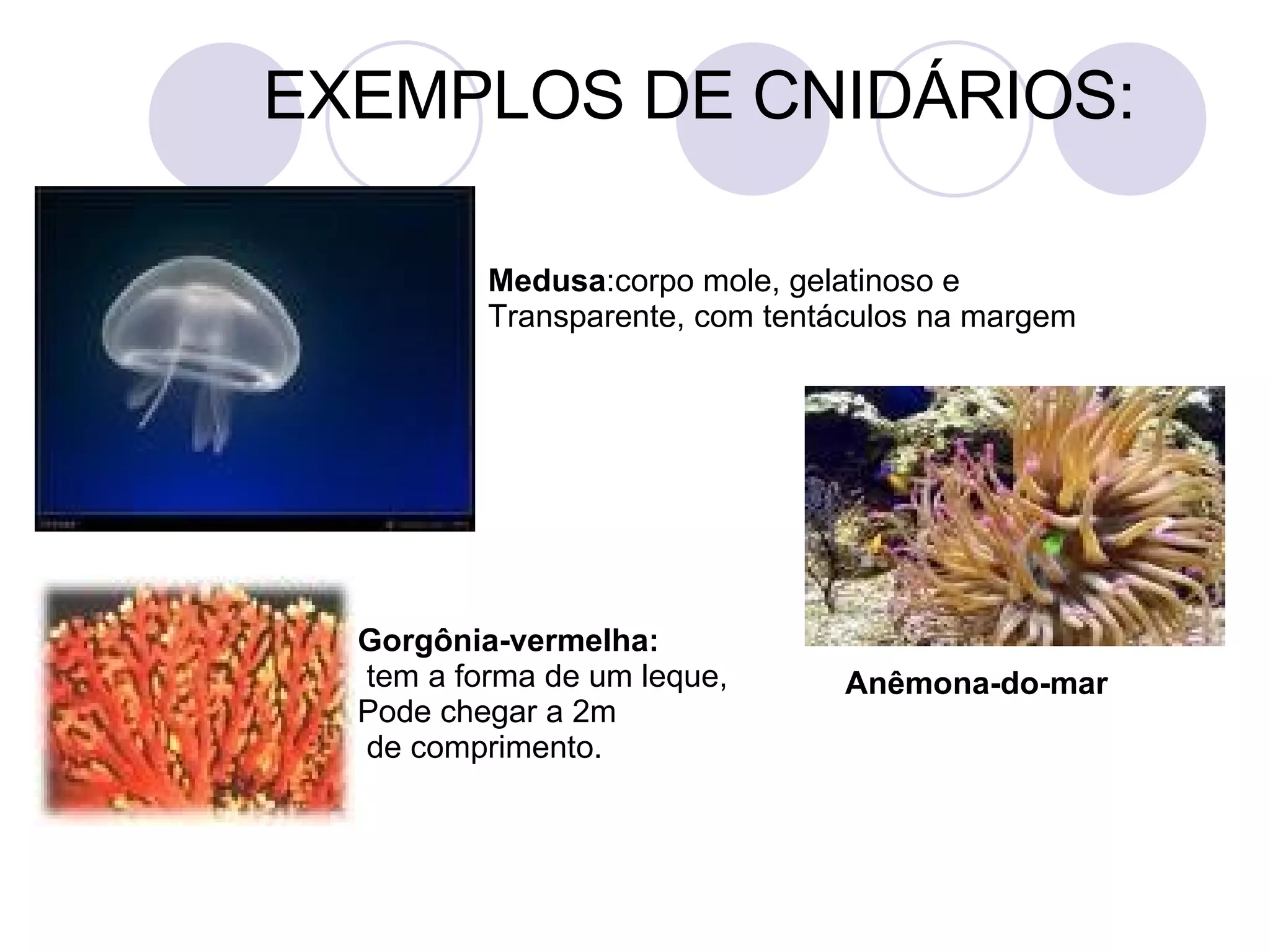 EXEMPLOS DE CNIDÁRIOS: Medusa :corpo mole, gelatinoso e  Transparente, com tentáculos na margem Gorgônia-vermelha: tem a forma de um leque,  Pode chegar a 2m de comprimento. Anêmona-do-mar 