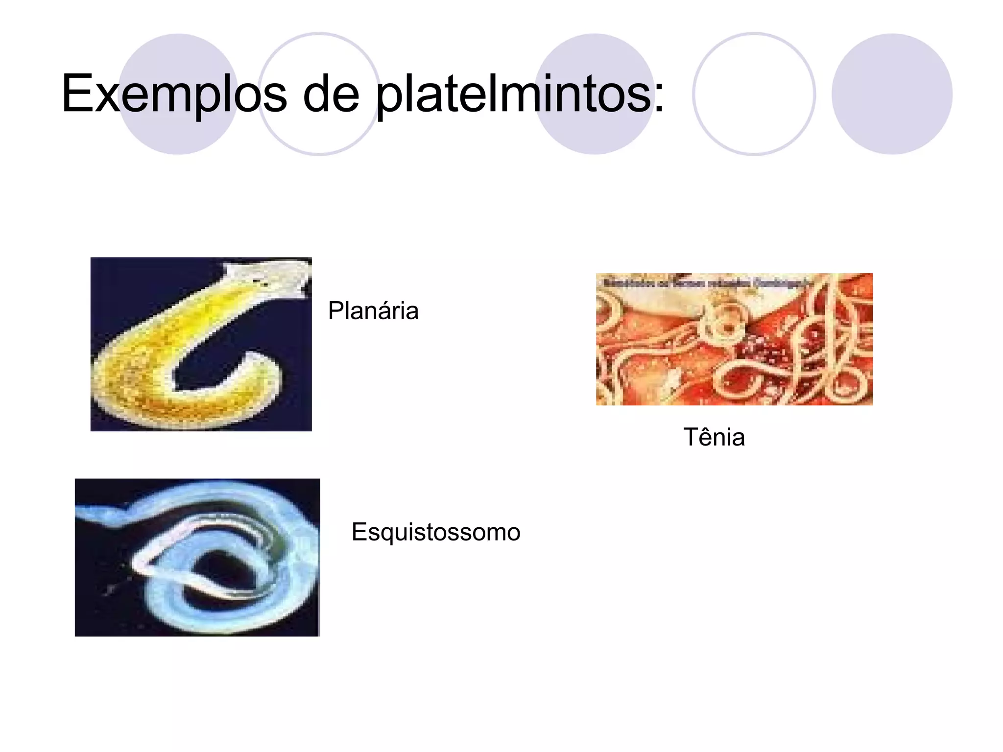 Exemplos de platelmintos: Planária Esquistossomo Tênia 