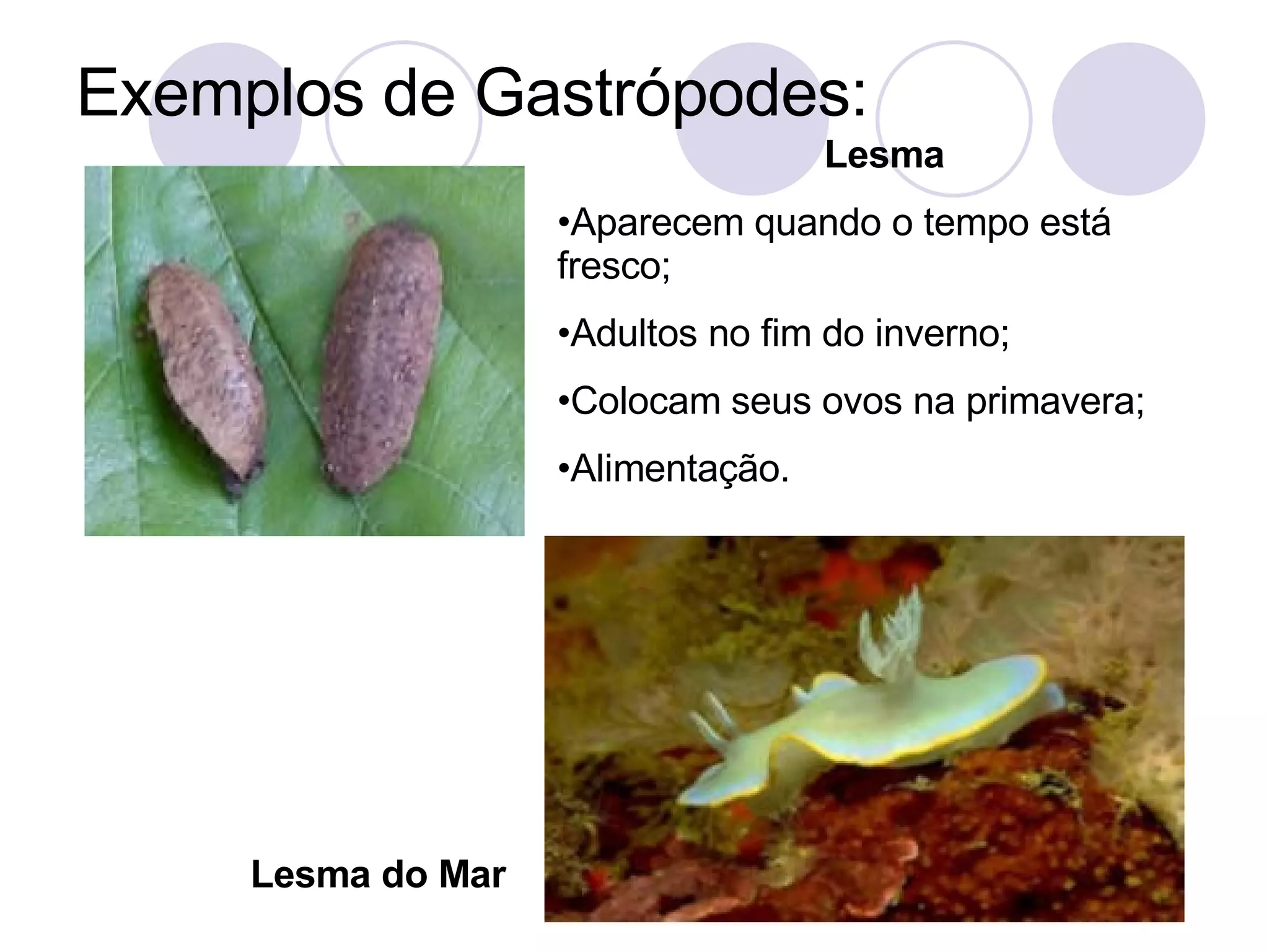Exemplos de Gastrópodes: Lesma Aparecem quando o tempo está fresco; Adultos no fim do inverno; Colocam seus ovos na primavera; Alimentação. Lesma do Mar 