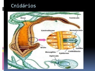 Cnidários
 