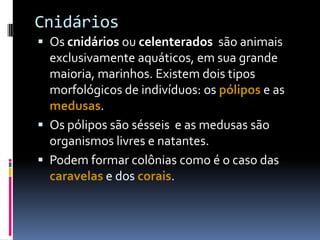 Cnidários
 Os cnidários ou celenterados são animais
  exclusivamente aquáticos, em sua grande
  maioria, marinhos. Existem dois tipos
  morfológicos de indivíduos: os pólipos e as
  medusas.
 Os pólipos são sésseis e as medusas são
  organismos livres e natantes.
 Podem formar colônias como é o caso das
  caravelas e dos corais.
 