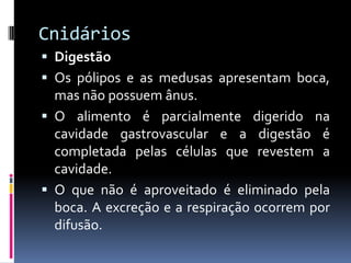 Cnidários
 Digestão
 Os pólipos e as medusas apresentam boca,
  mas não possuem ânus.
 O alimento é parcialmente digerido na
  cavidade gastrovascular e a digestão é
  completada pelas células que revestem a
  cavidade.
 O que não é aproveitado é eliminado pela
  boca. A excreção e a respiração ocorrem por
  difusão.
 