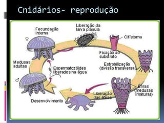 Cnidários- reprodução
 