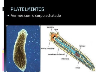 PLATELMINTOS
 Vermes com o corpo achatado
 